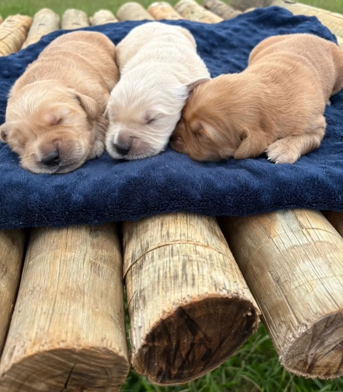 Golden retriever - com pedigree  - Foto 2