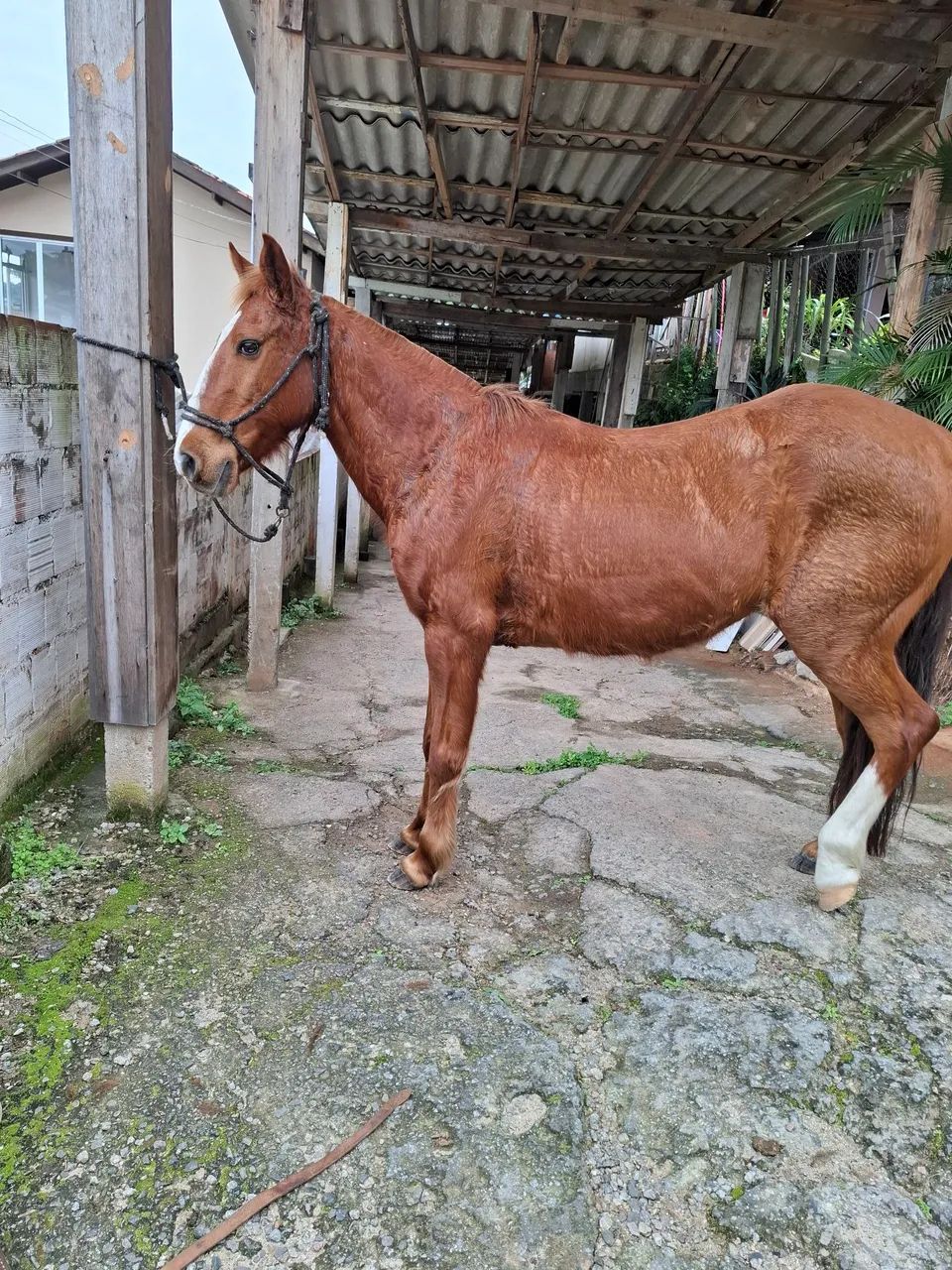 Cavalo  - Foto 4