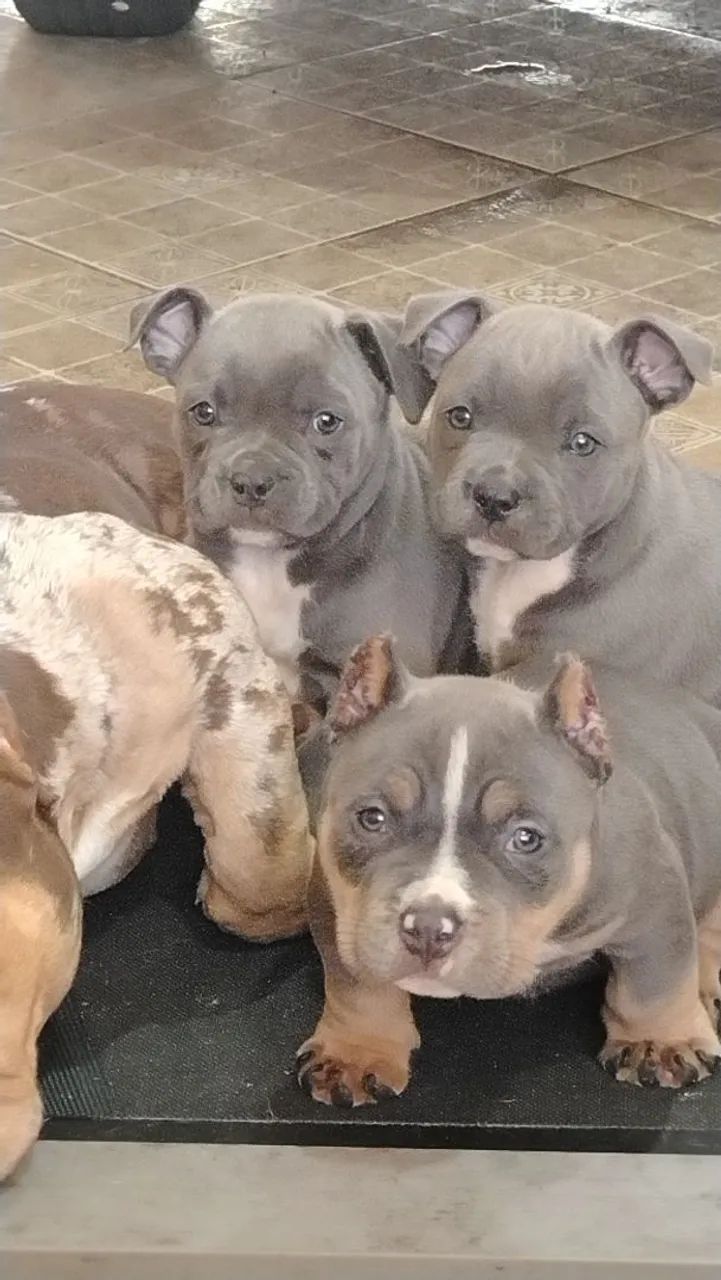 American Bully SP 