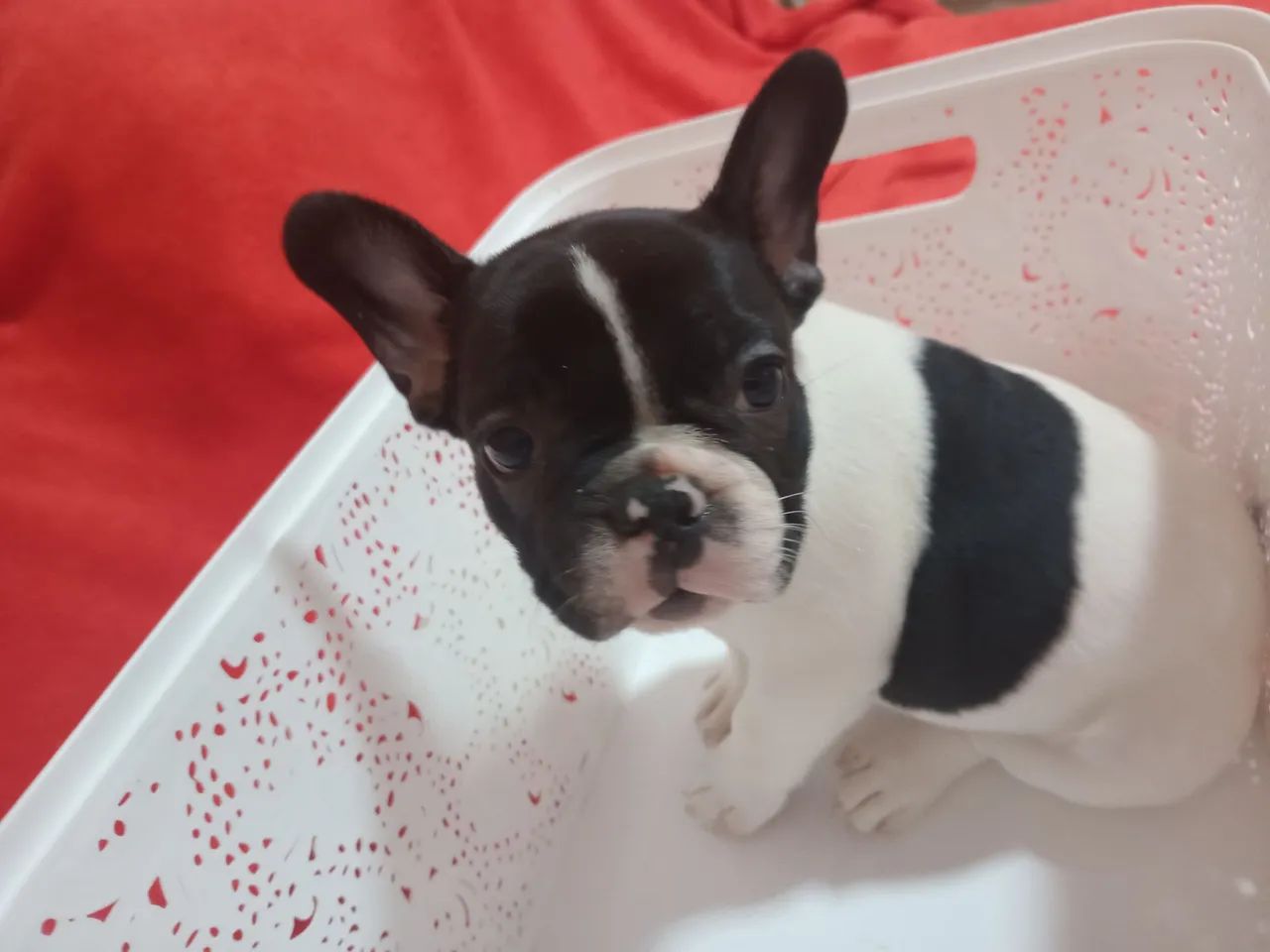 Buldogue frances  - Foto 4