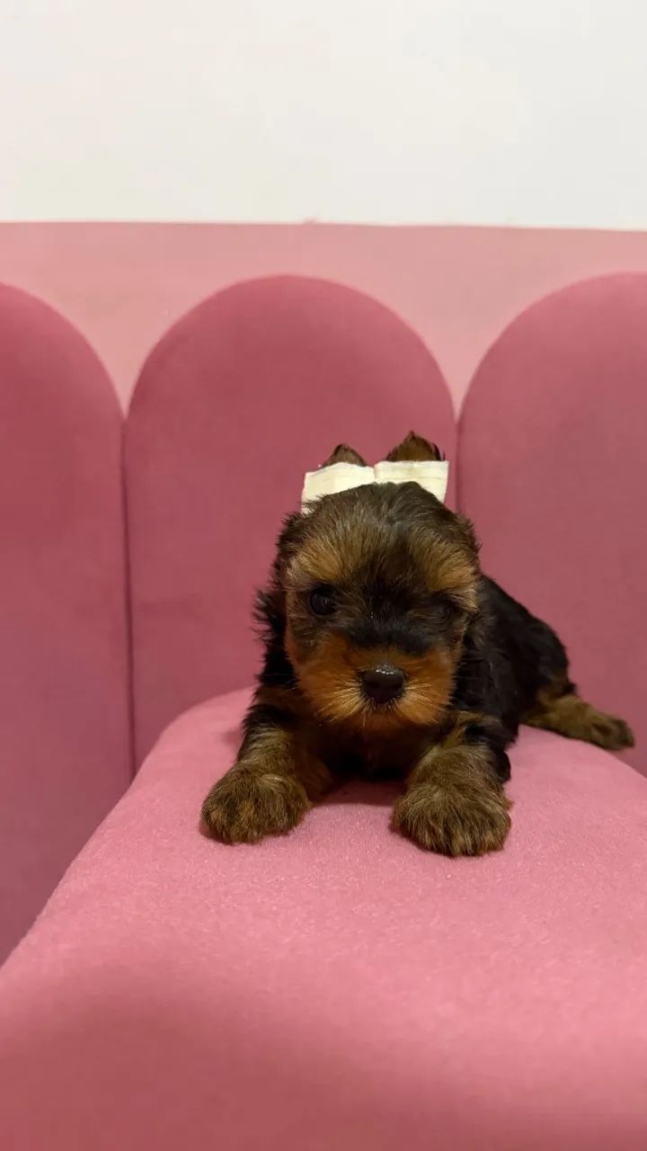 Yorkshire fêmea Mini