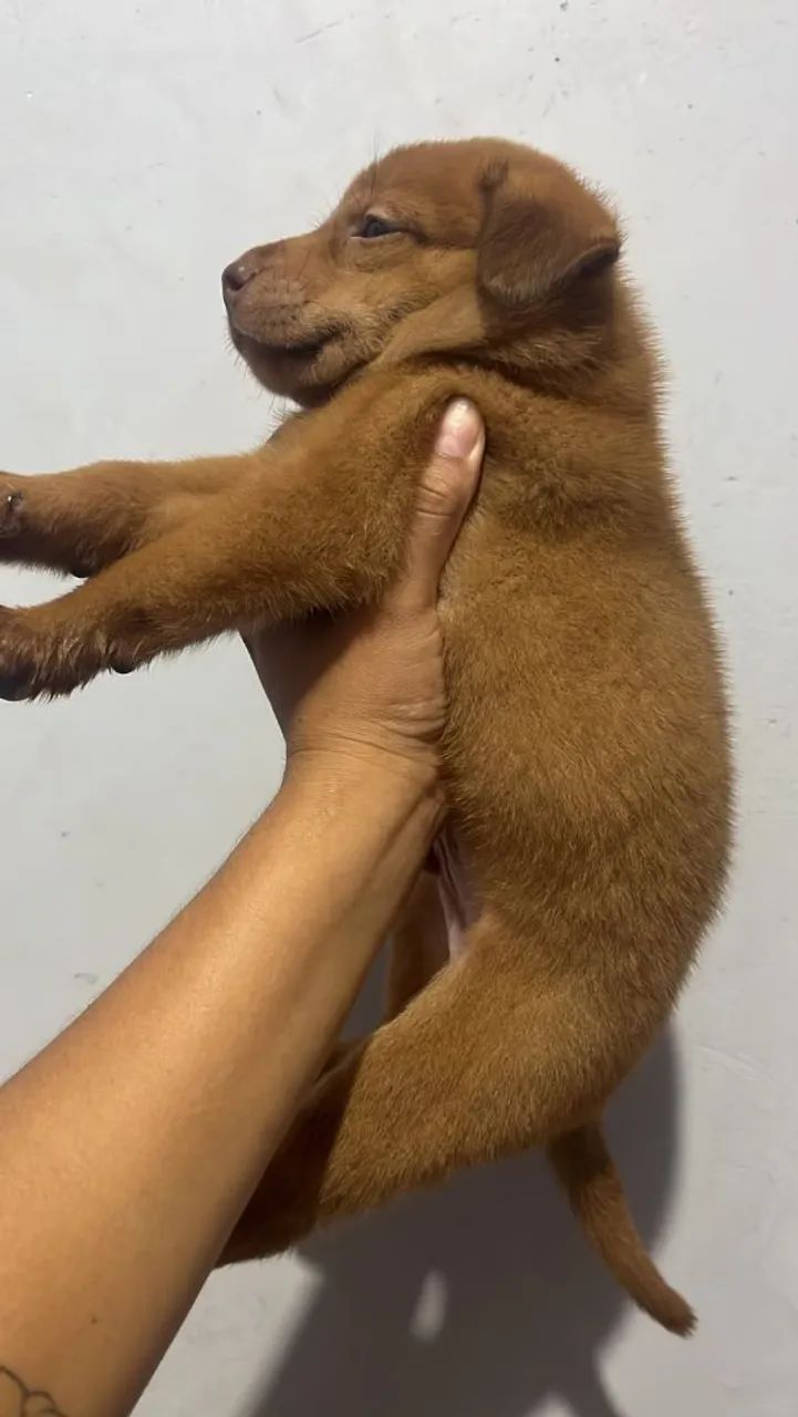 Chow-chow