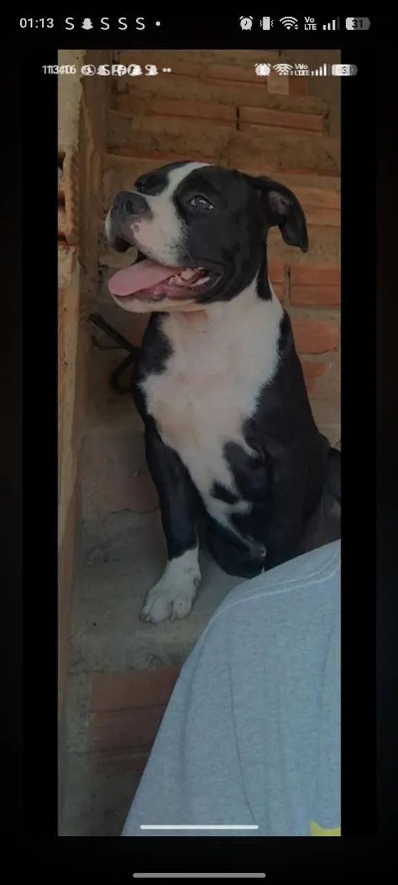 American bully puro para doação  - Foto 2