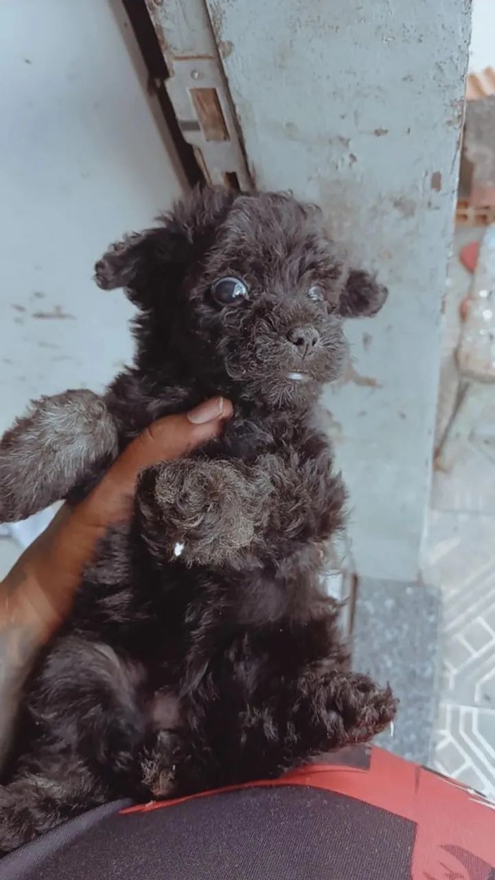 Cachorra  - Foto 3