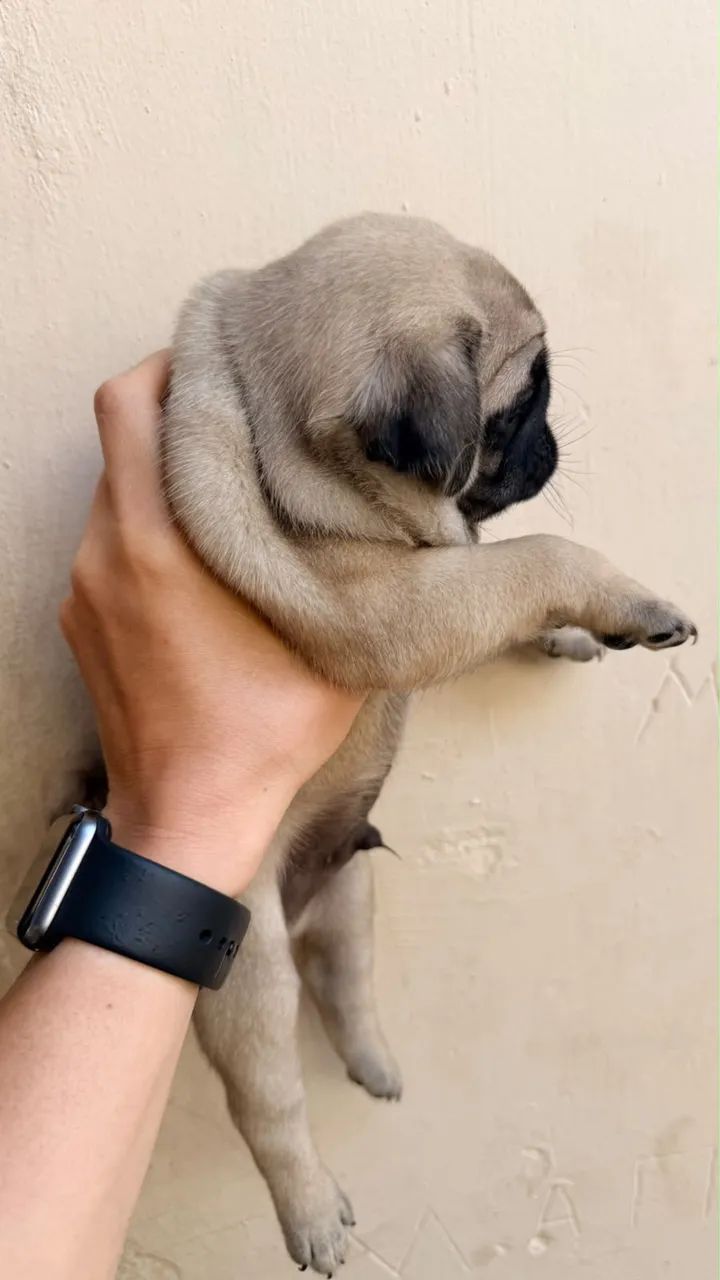 Cachorro 