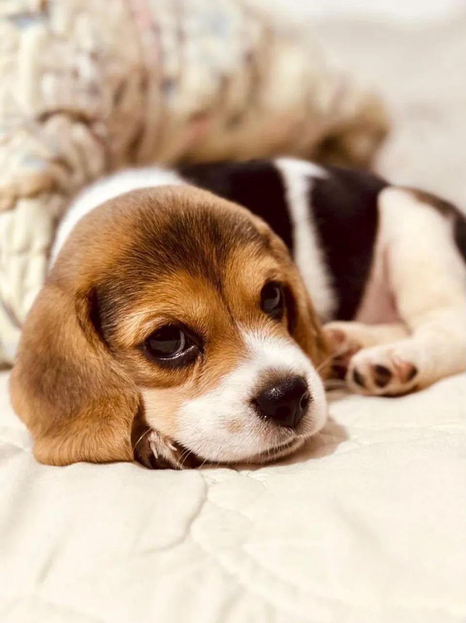 Beagle Filhotinhos Lindos com Exames e Vacina Importada