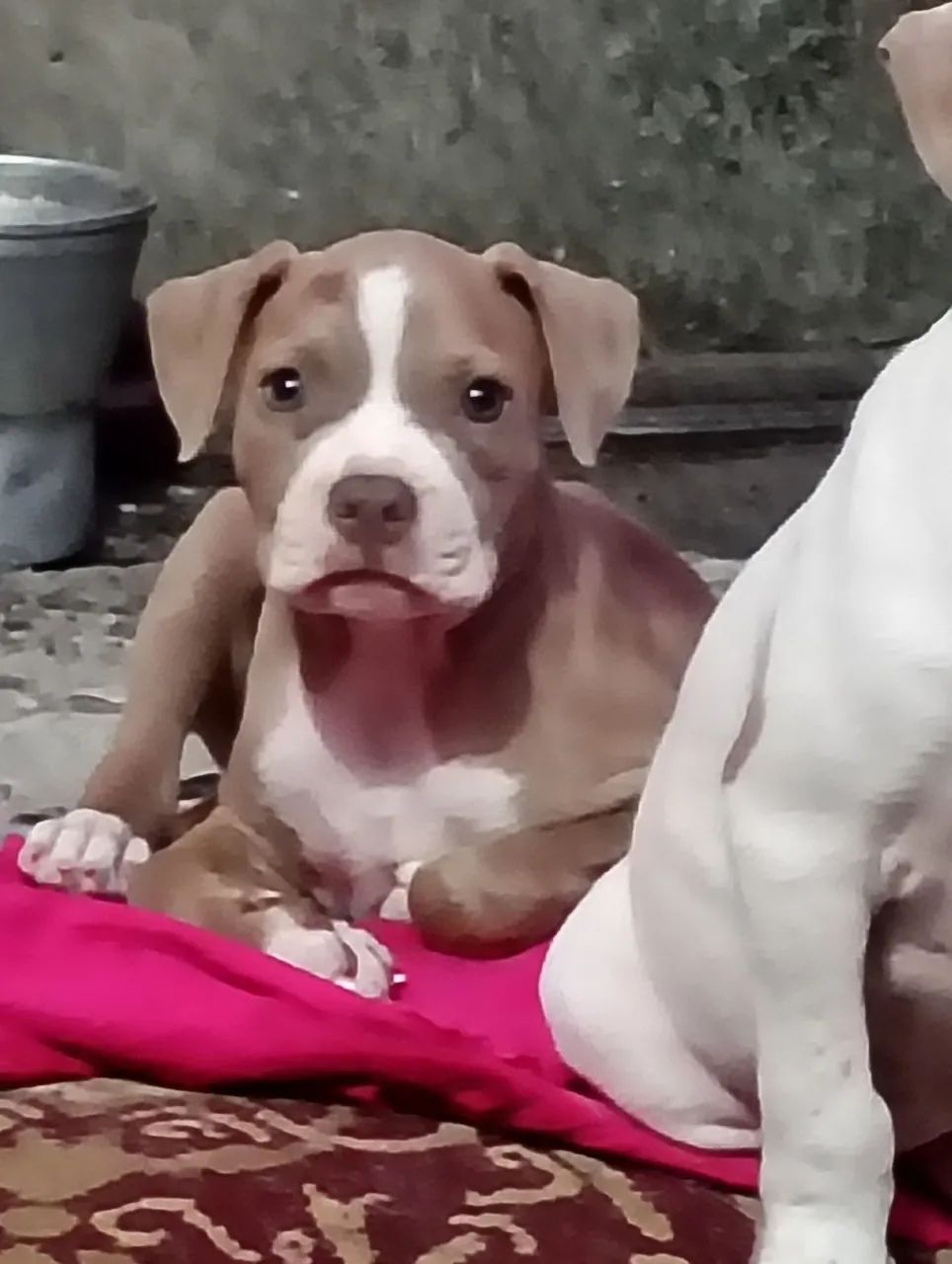 Duas filhotes de pitbull - Foto 2