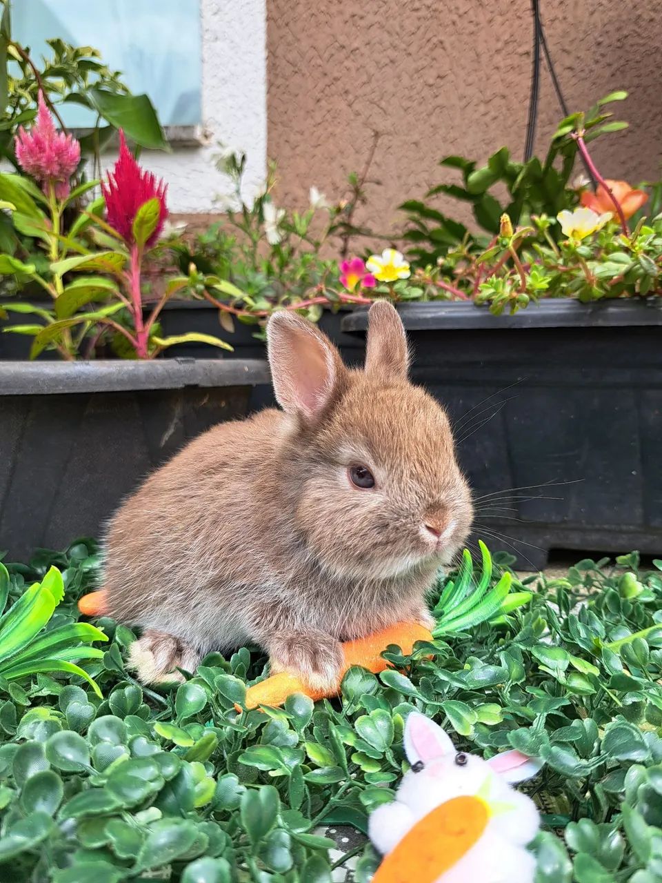 Mini coelhos  - Foto 6