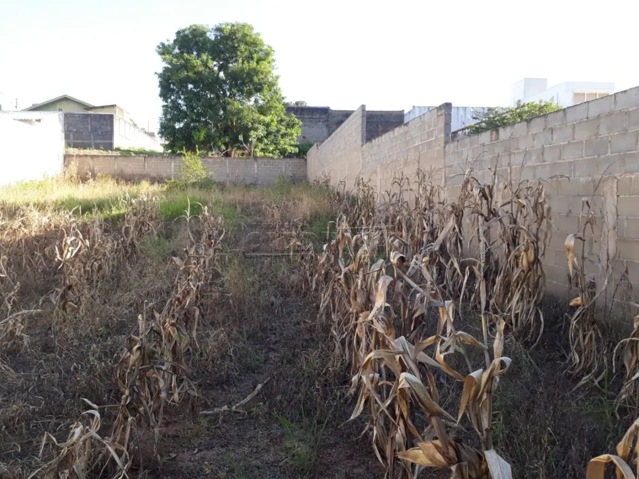 Terreno Padrão em Ribeirão Bonito - Foto 5