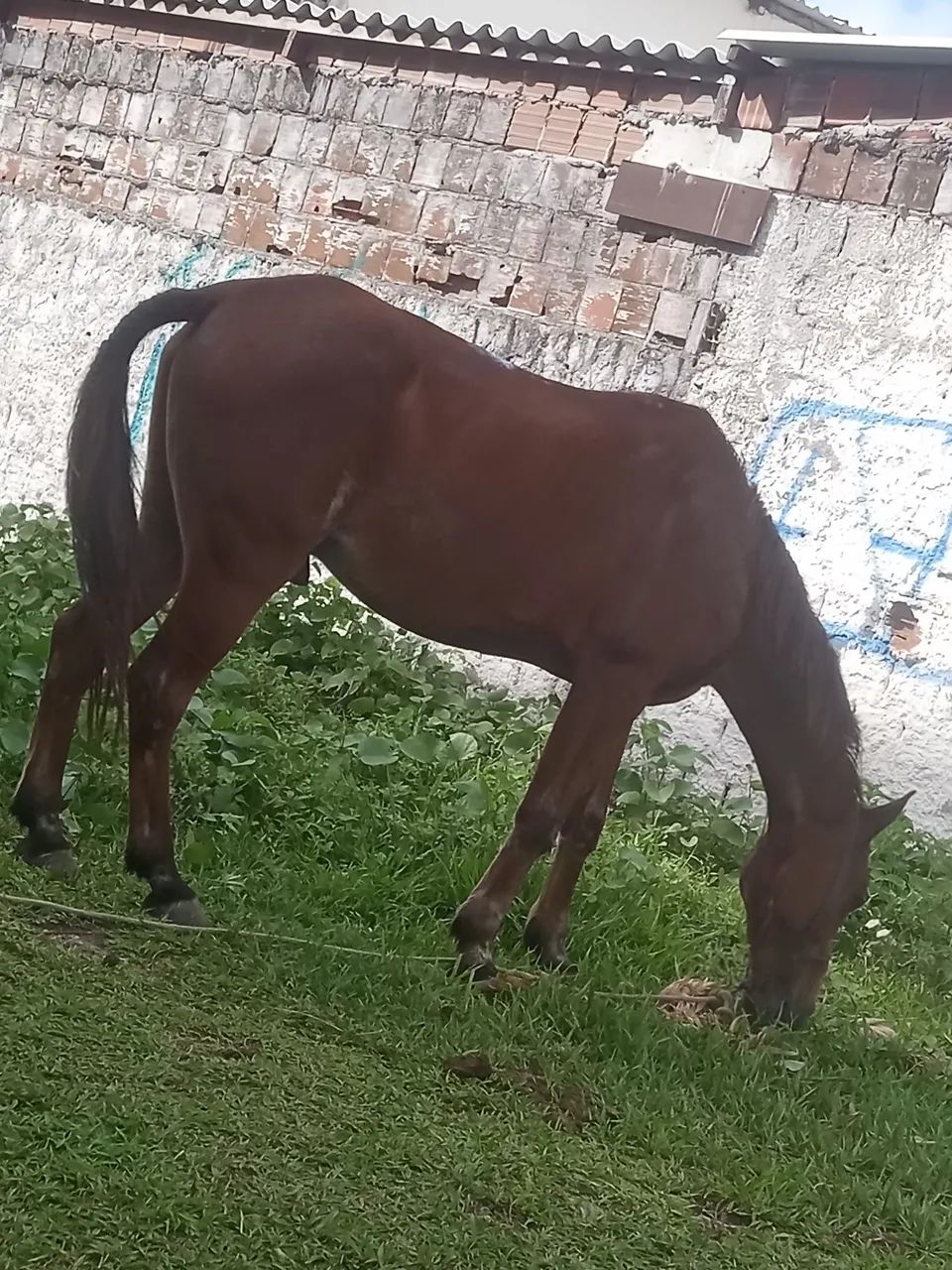 Cavalo de sela e carroça  - Foto 2
