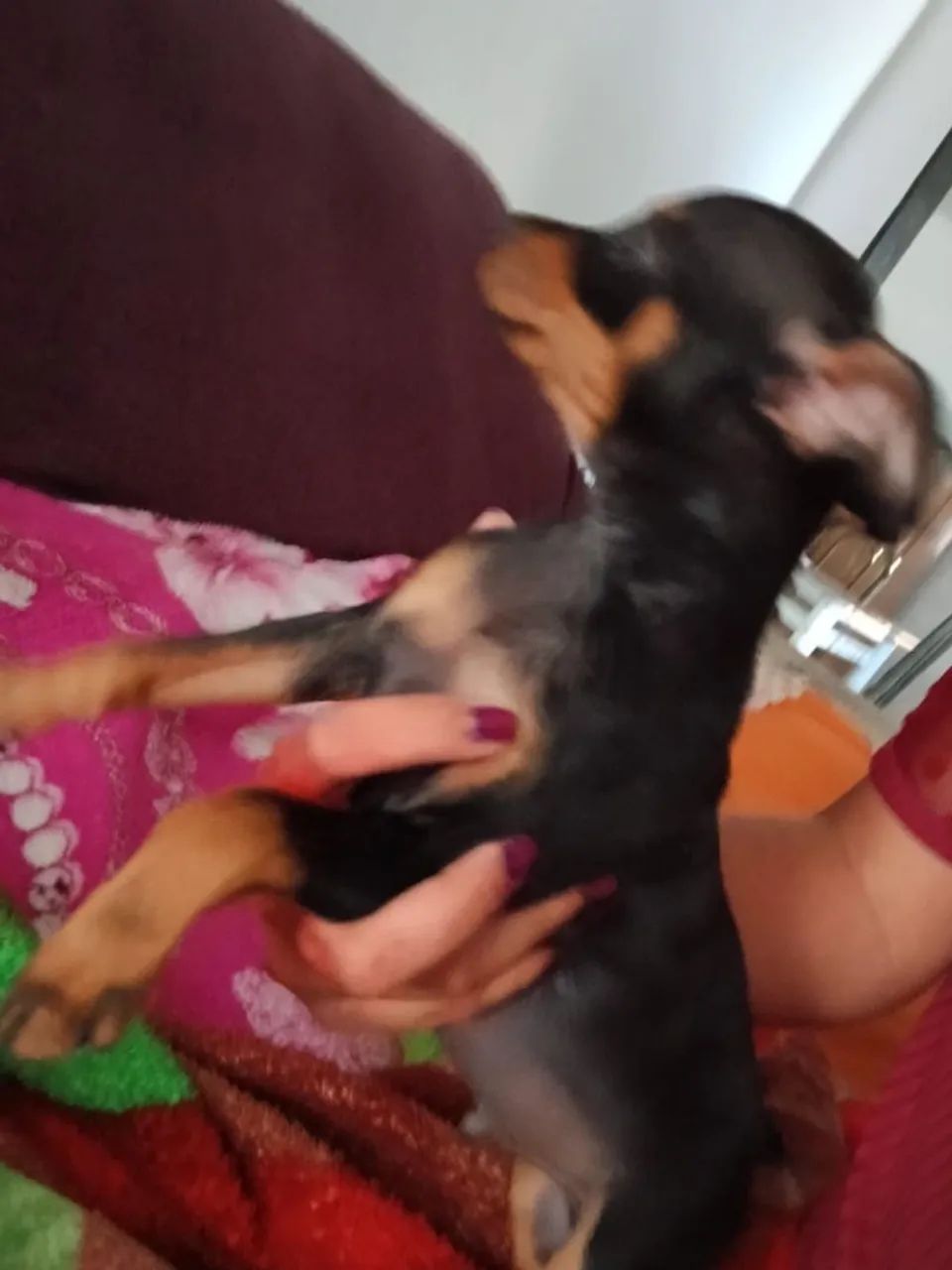 Pincher 0