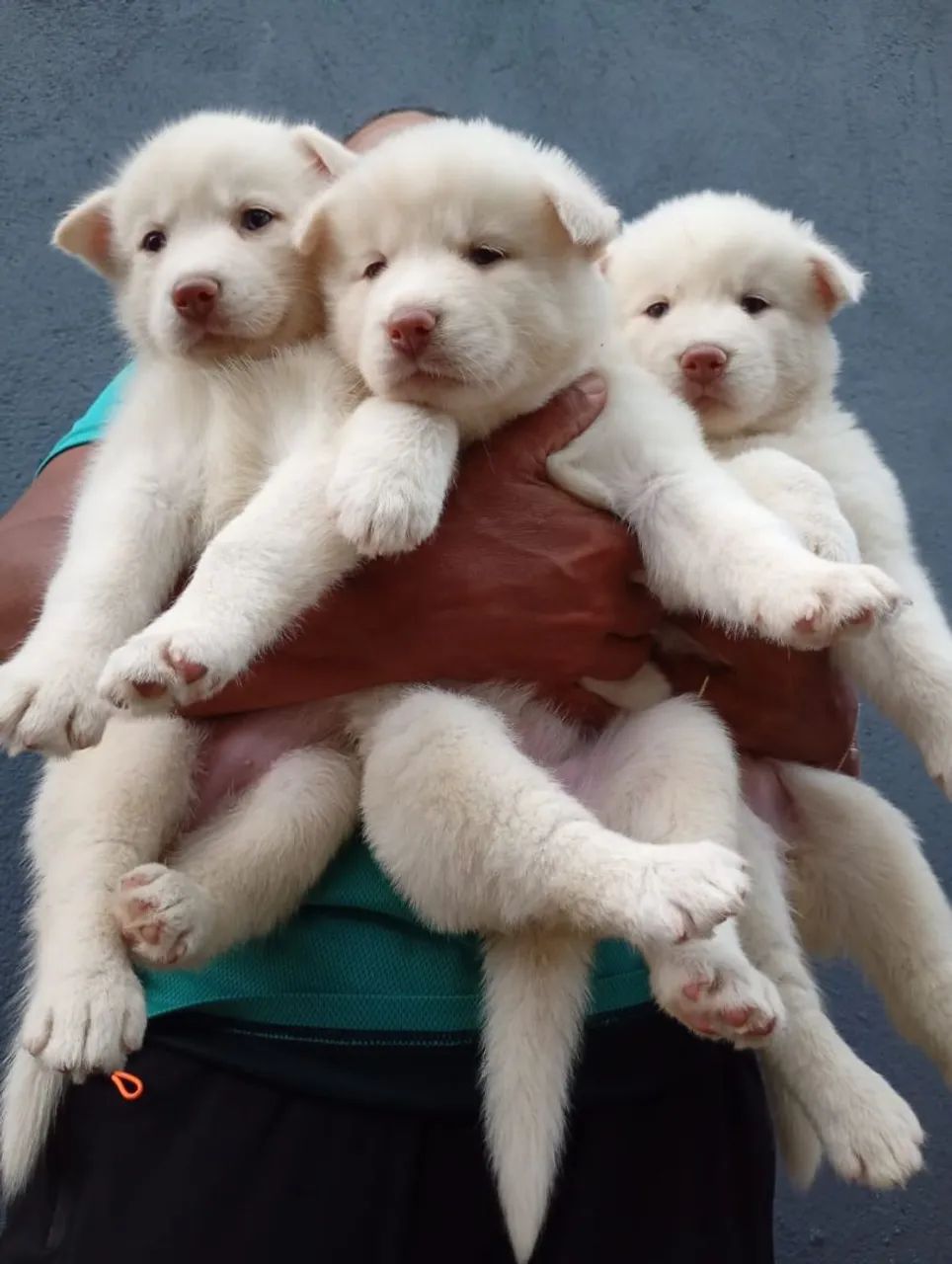 Husky siberiano  - Foto 4