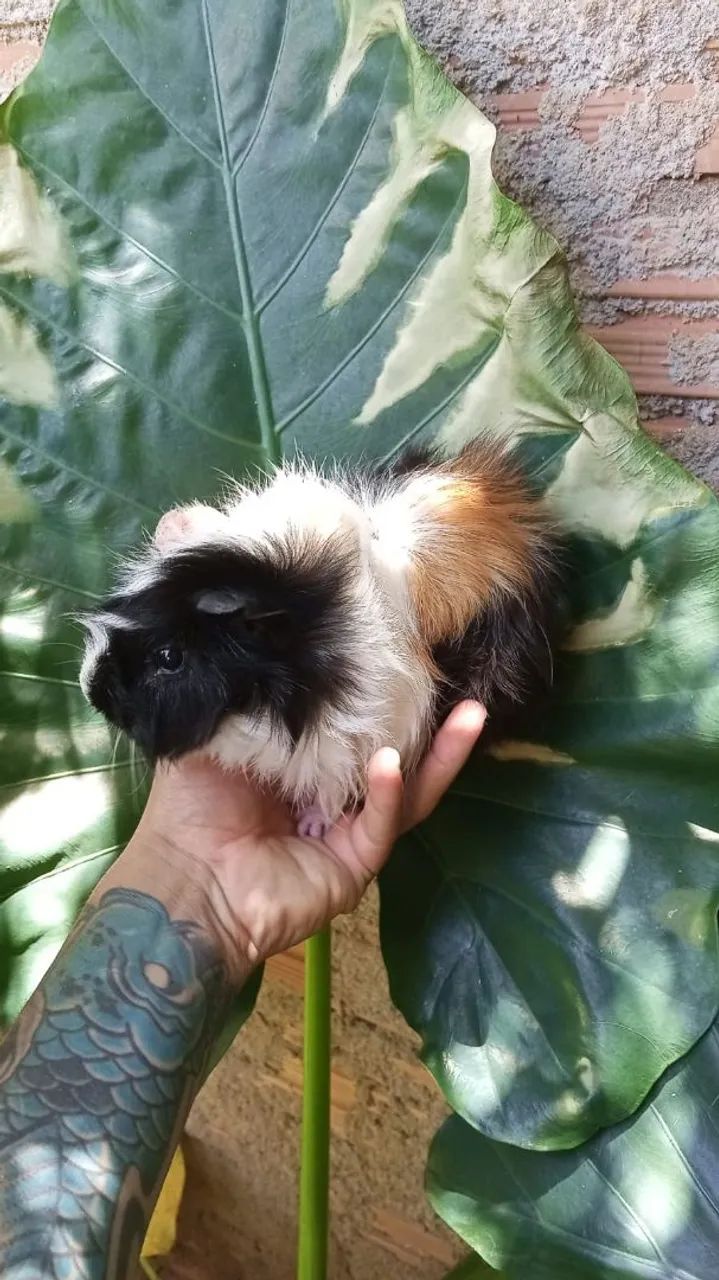 Porquinho da índia macho