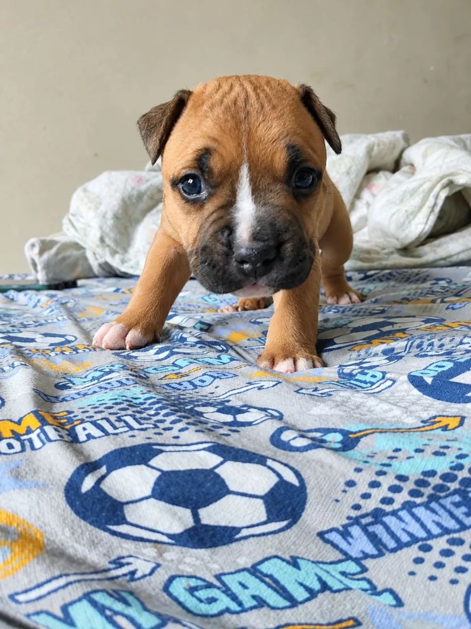 Vende-se Pitbull  - Foto 2