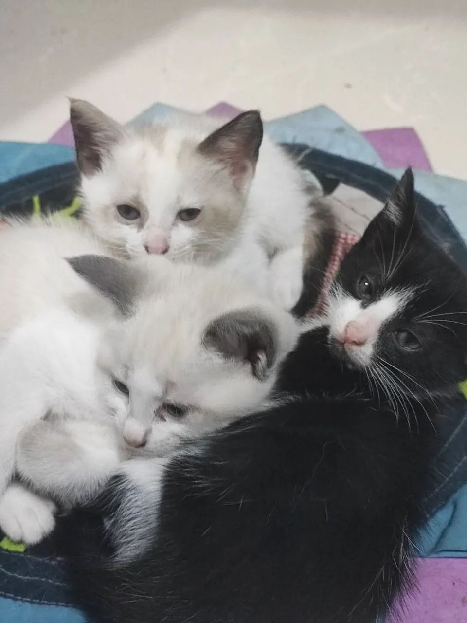 Gatinhas para adoção  - Foto 4