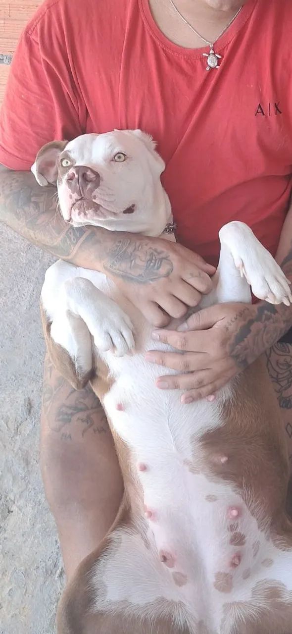 Doa se casal de pitbull - Foto 3