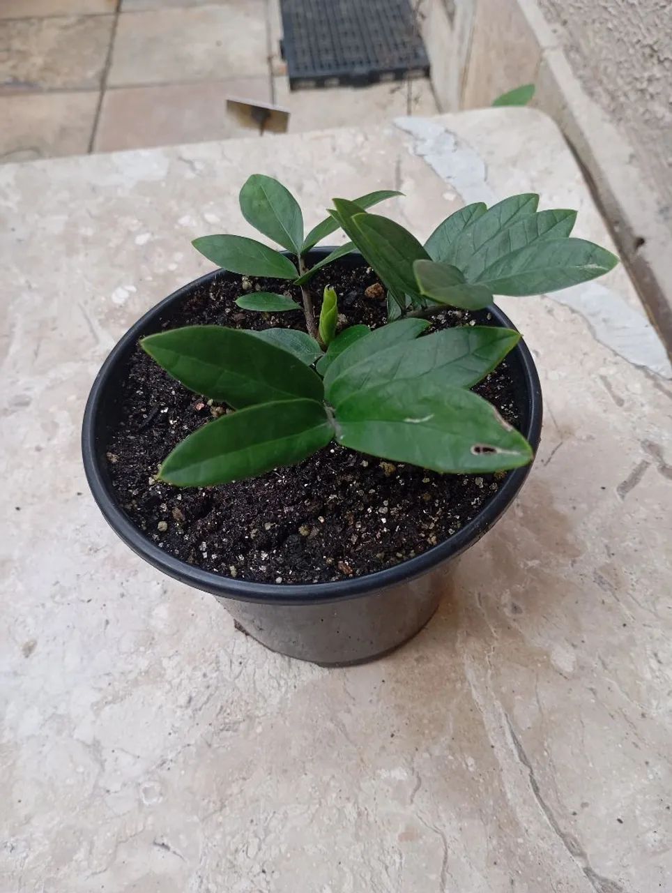  Vende muda de zamiocuca  - Foto 3