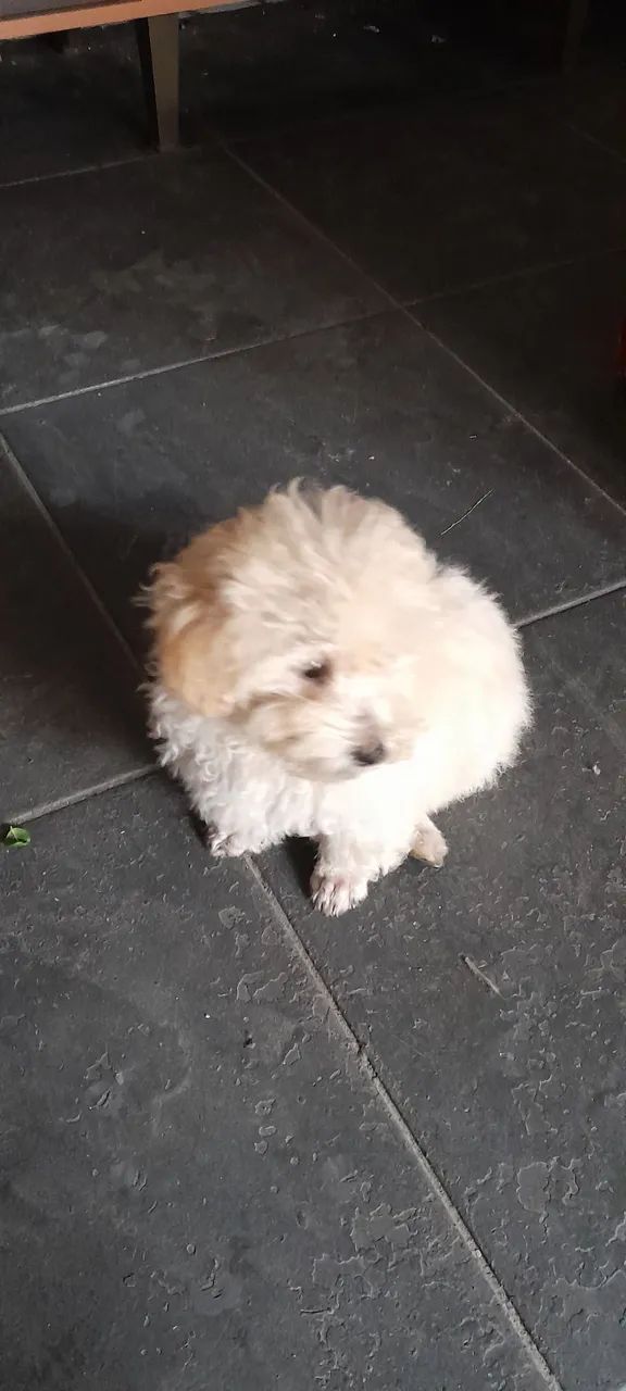 Filhote poodle micro macho 2.550 - Foto 2
