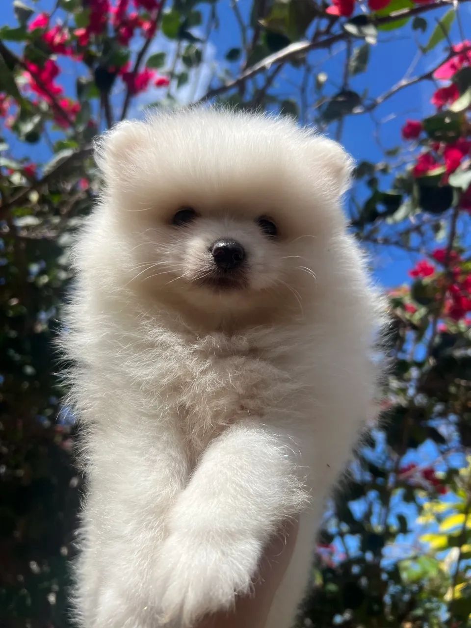 Spitz alemão 
