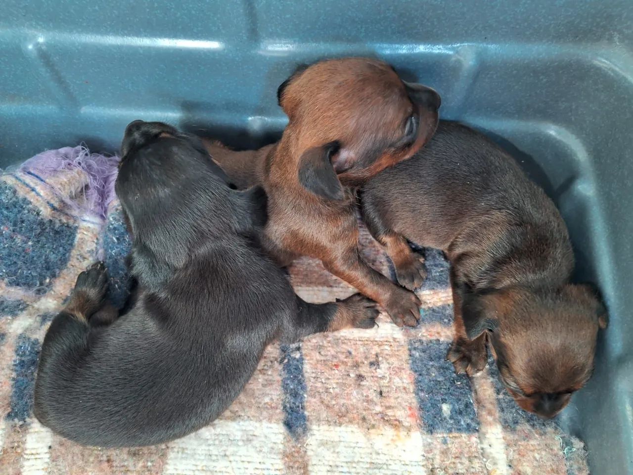 Filhotes Pinscher  - Foto 2