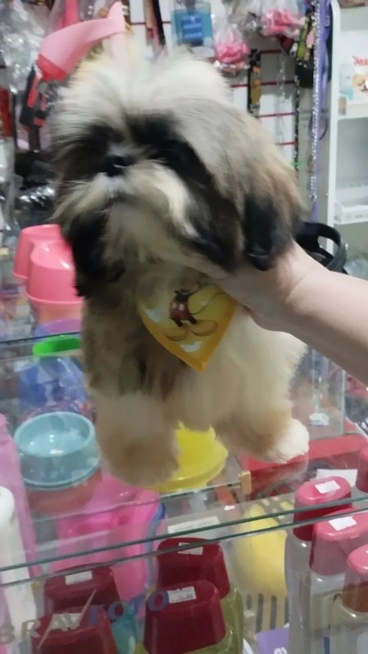 Shitzu macho com duas vacinas importadas. - Foto 5