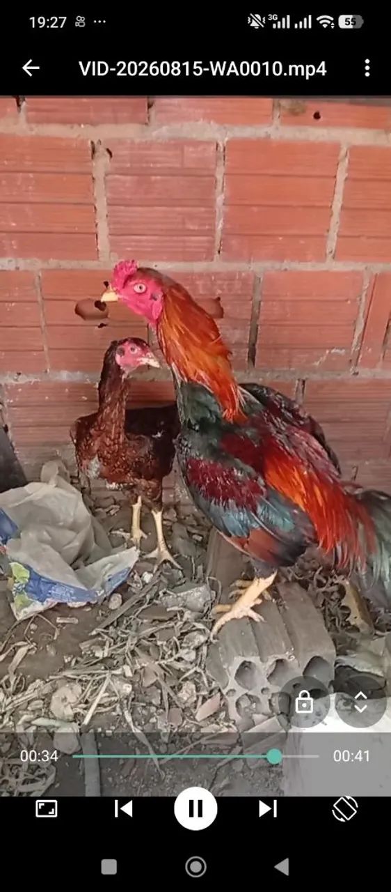 Estou vendendo um casal de galinhas indianas - Foto 5
