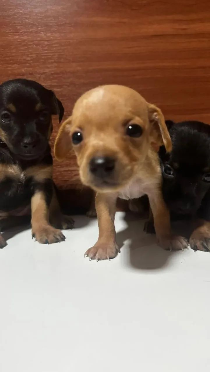 Pinscher  - Foto 2