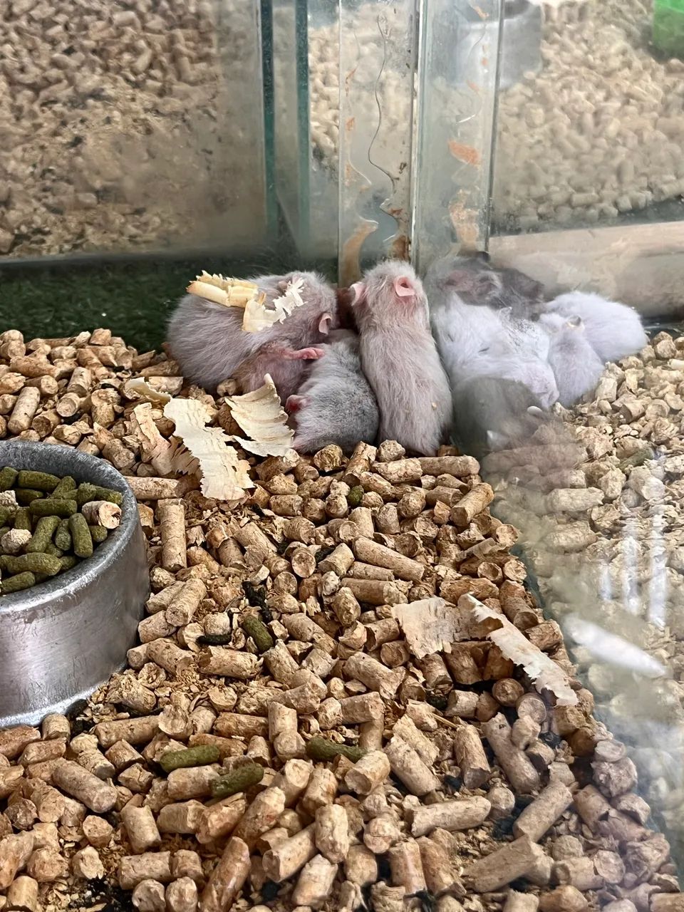 Hamster sírio 