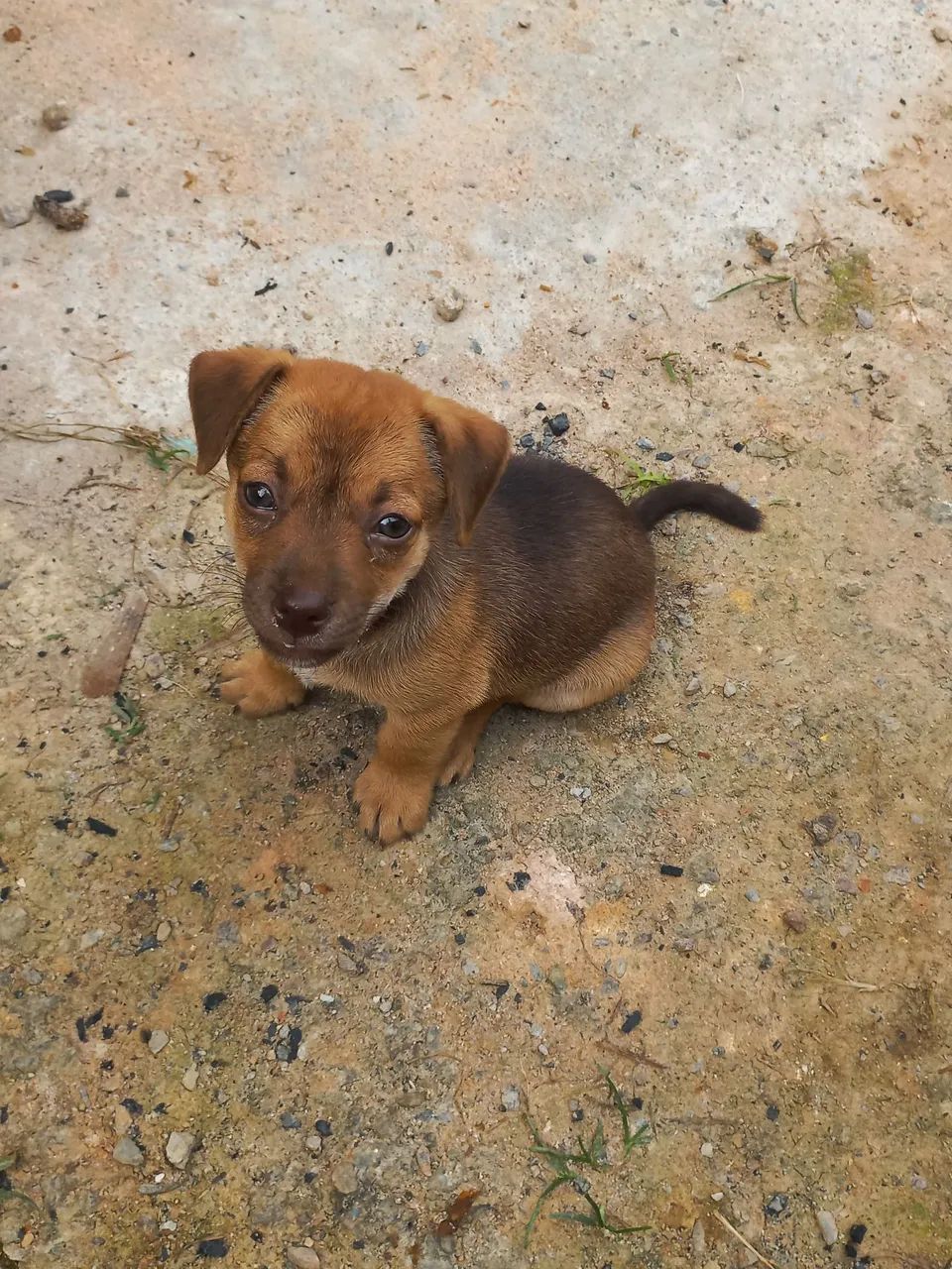 Doa-se filhote macho