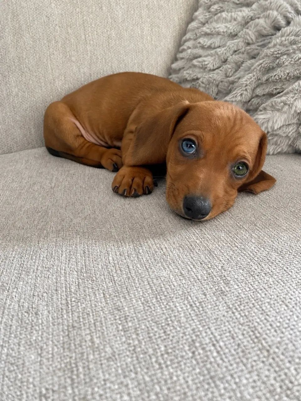 Promoção Daschund Mini - Foto 2