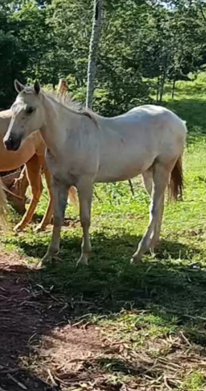 POTRA QUARTO DE MILHA 