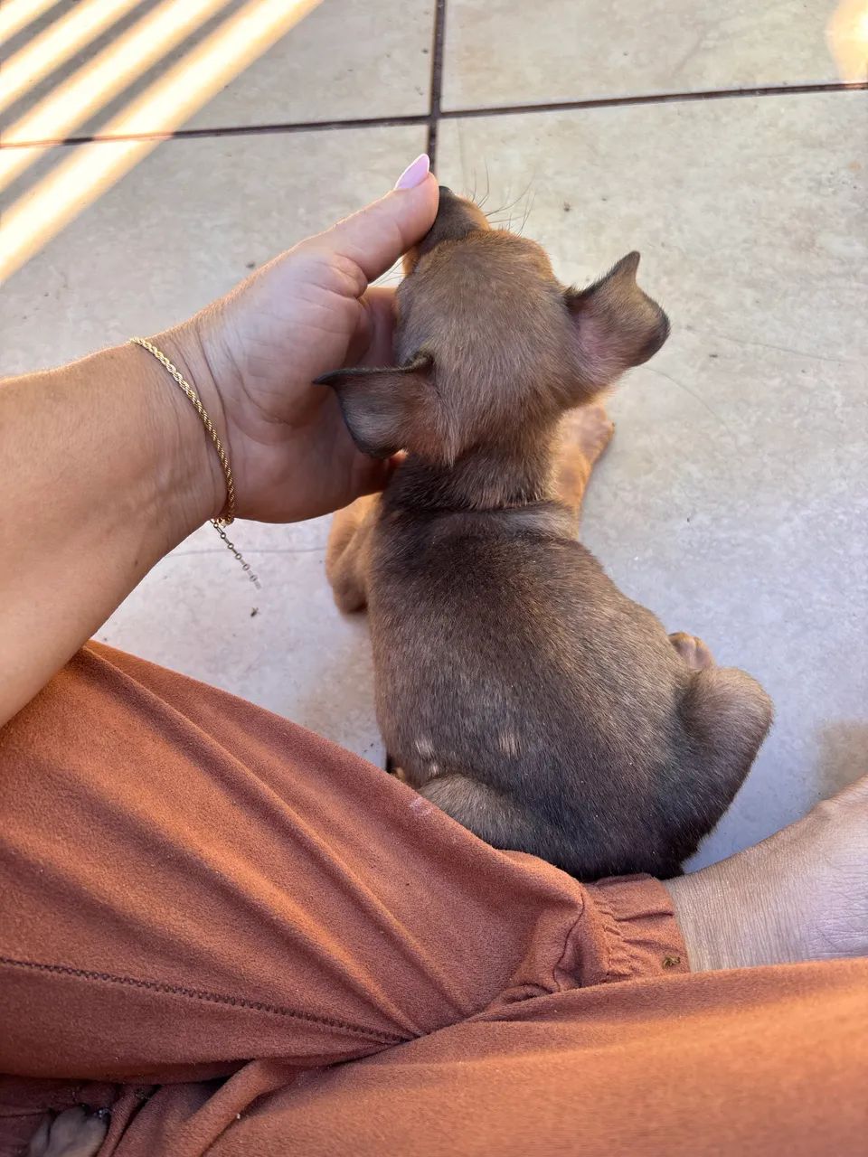 Vendo Pinscher  - Foto 3