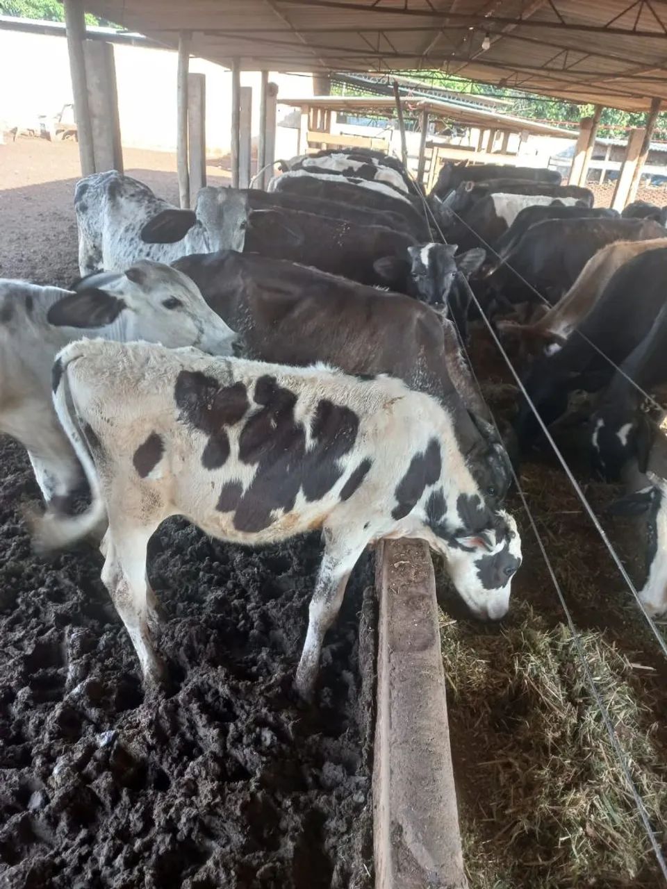 Vende bezerro - Foto 4