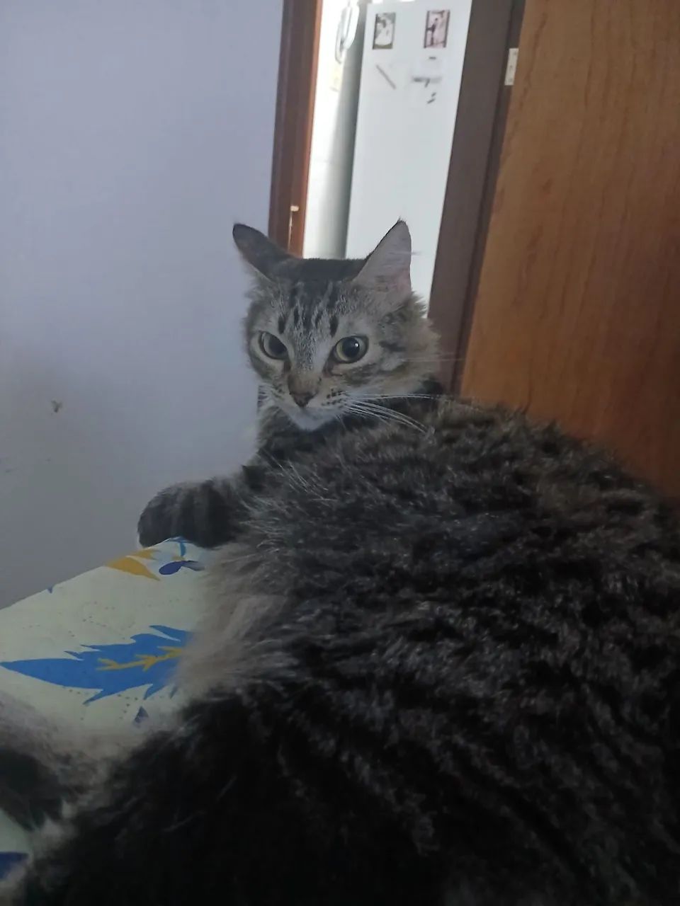 Doa-se gato - Foto 4