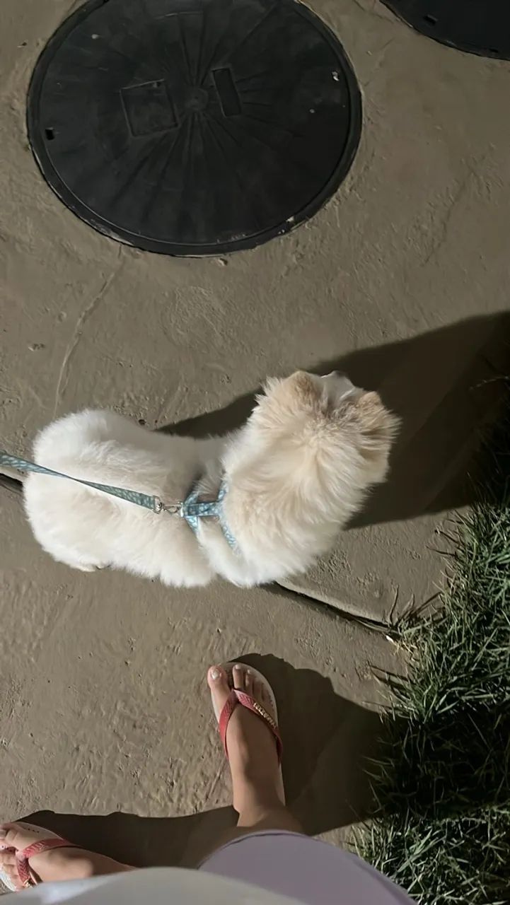 Chow chow - Foto 2