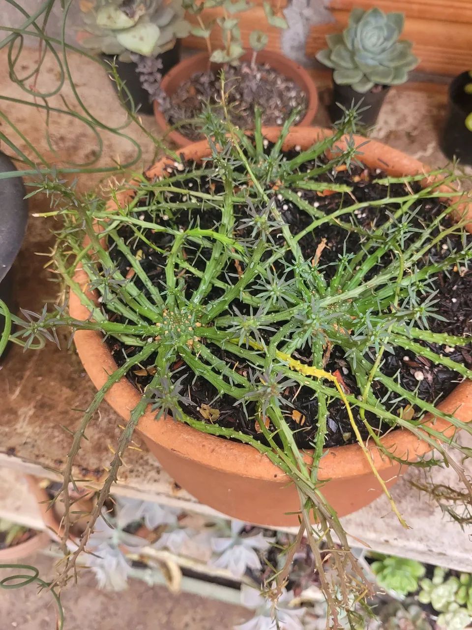 Suculenta e cactos - Foto 2