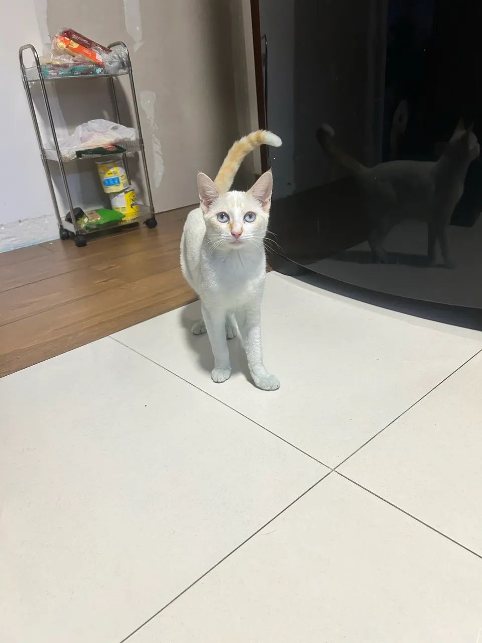 Gato para doação  - Foto 4