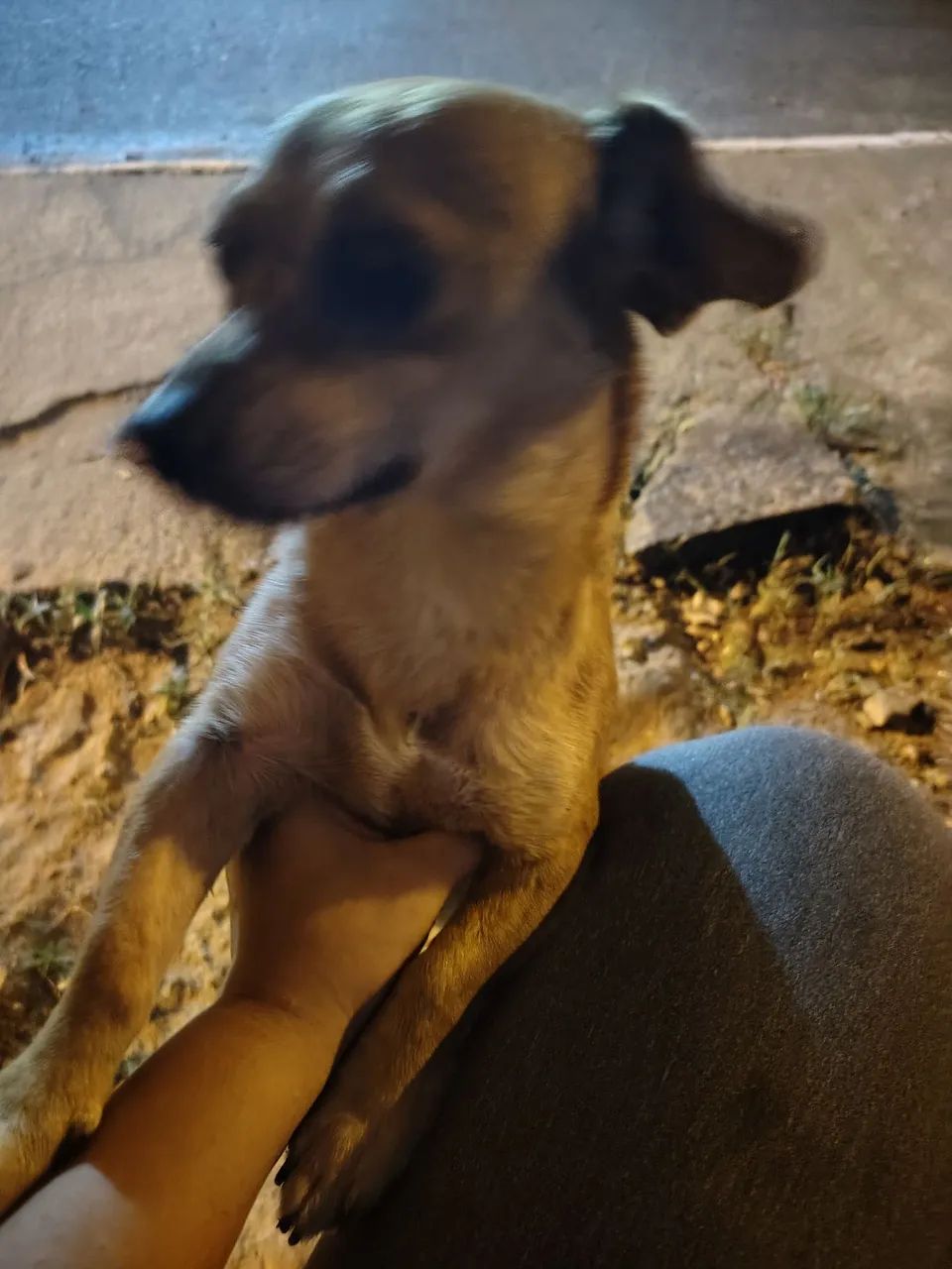 ADOÇÃO RESPONSÁVEL  - Foto 4