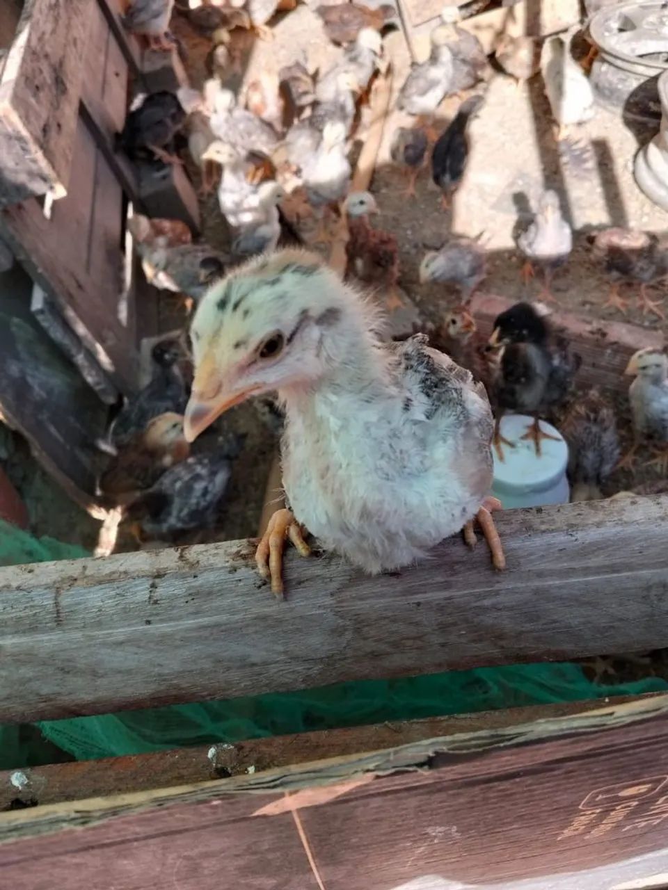 Pintinhos dupla aptidão ovos e carne. - Foto 4