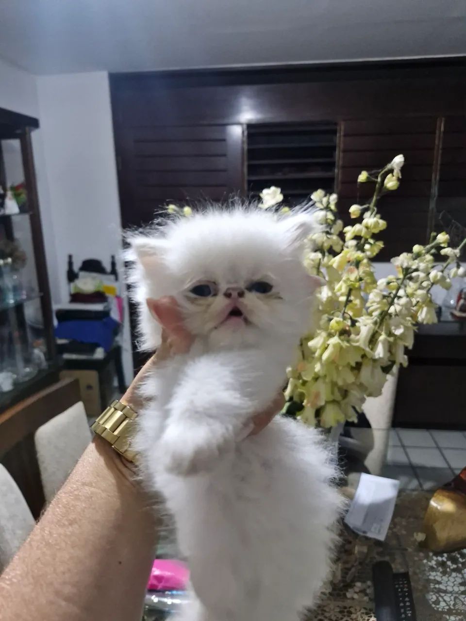 Vendo gato Persa legítimo - Foto 5