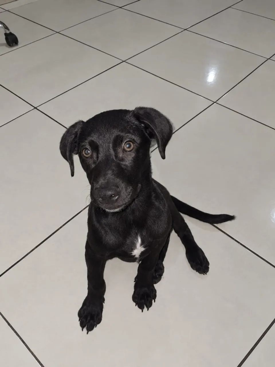 Doação de animal 