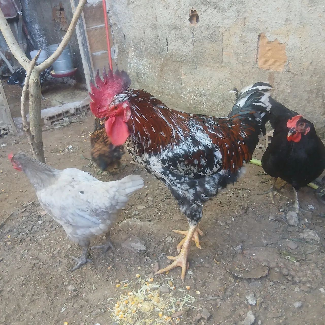 Tenho casal de galinha balão 