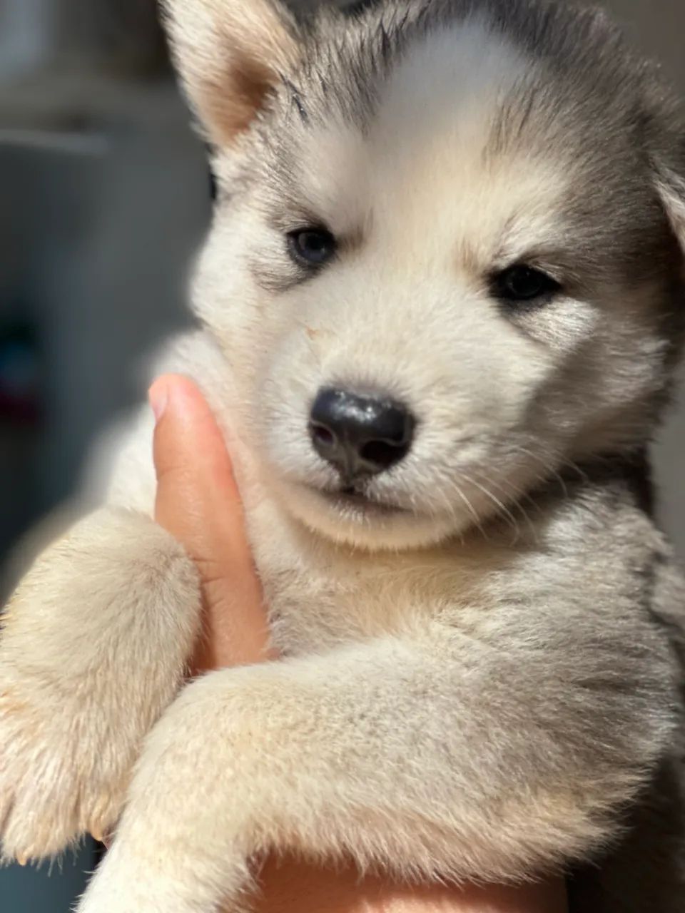 Filhote Husky Siberiano Macho - Foto 2