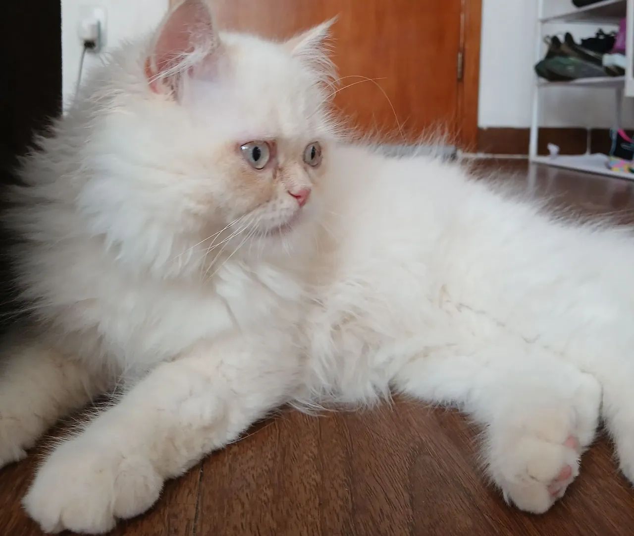 Gato Persa 4 meses