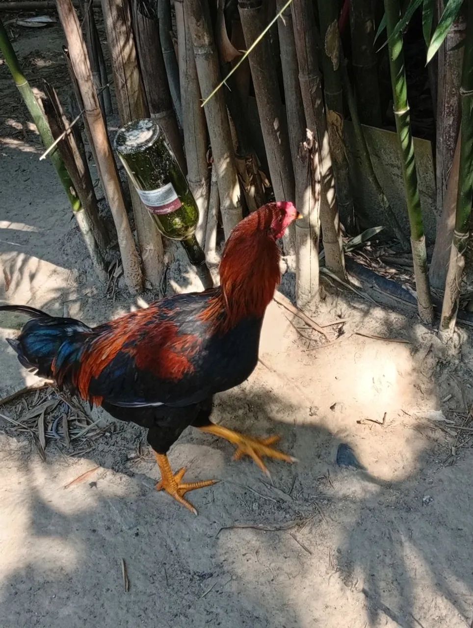 Frango Caipira  - Foto 2
