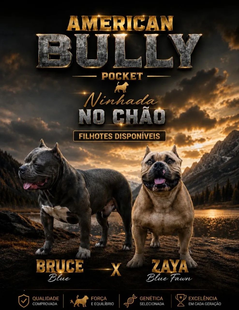 American Bully Pocket