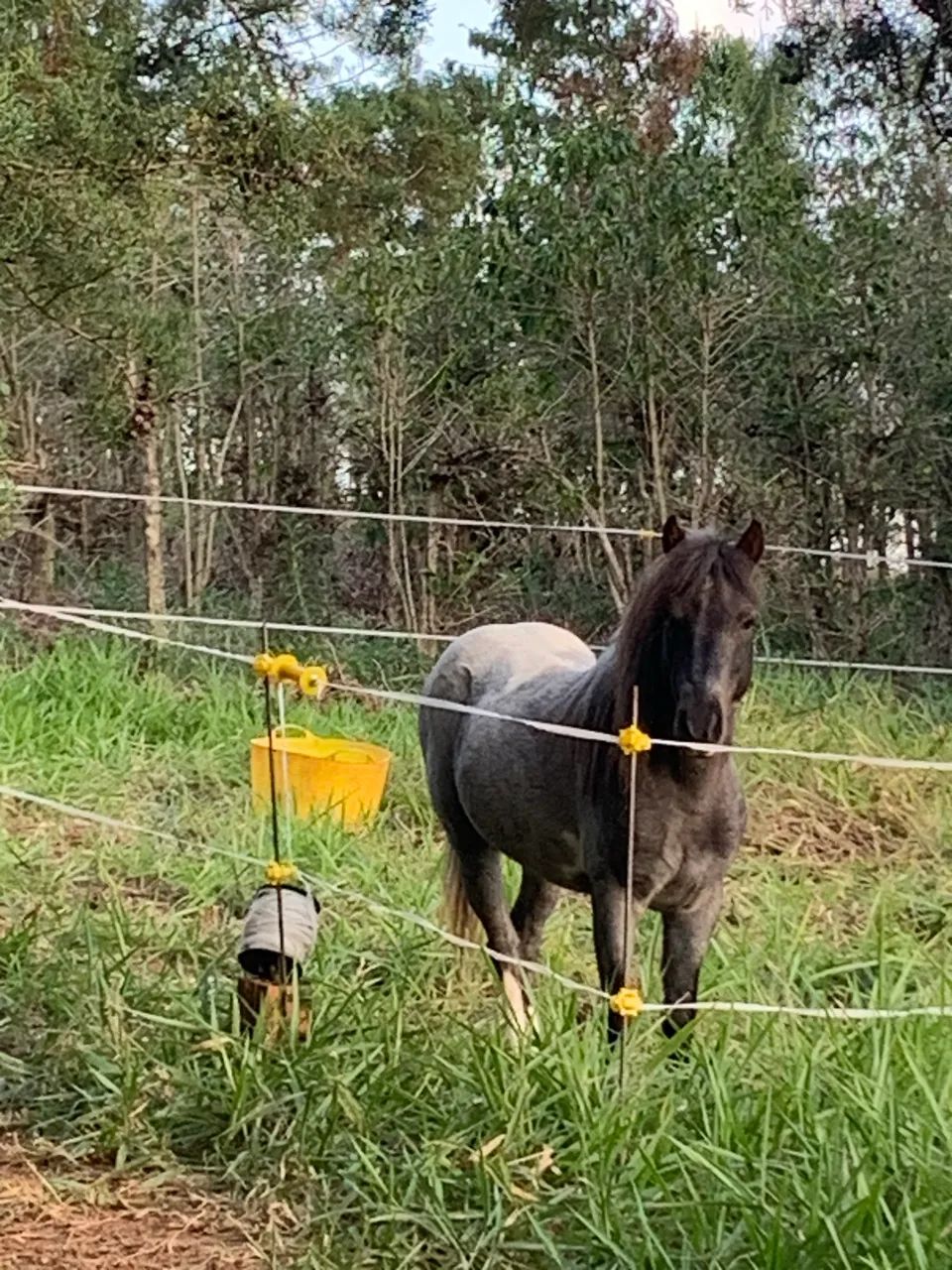 Pônei ( Mini horse) - Foto 5