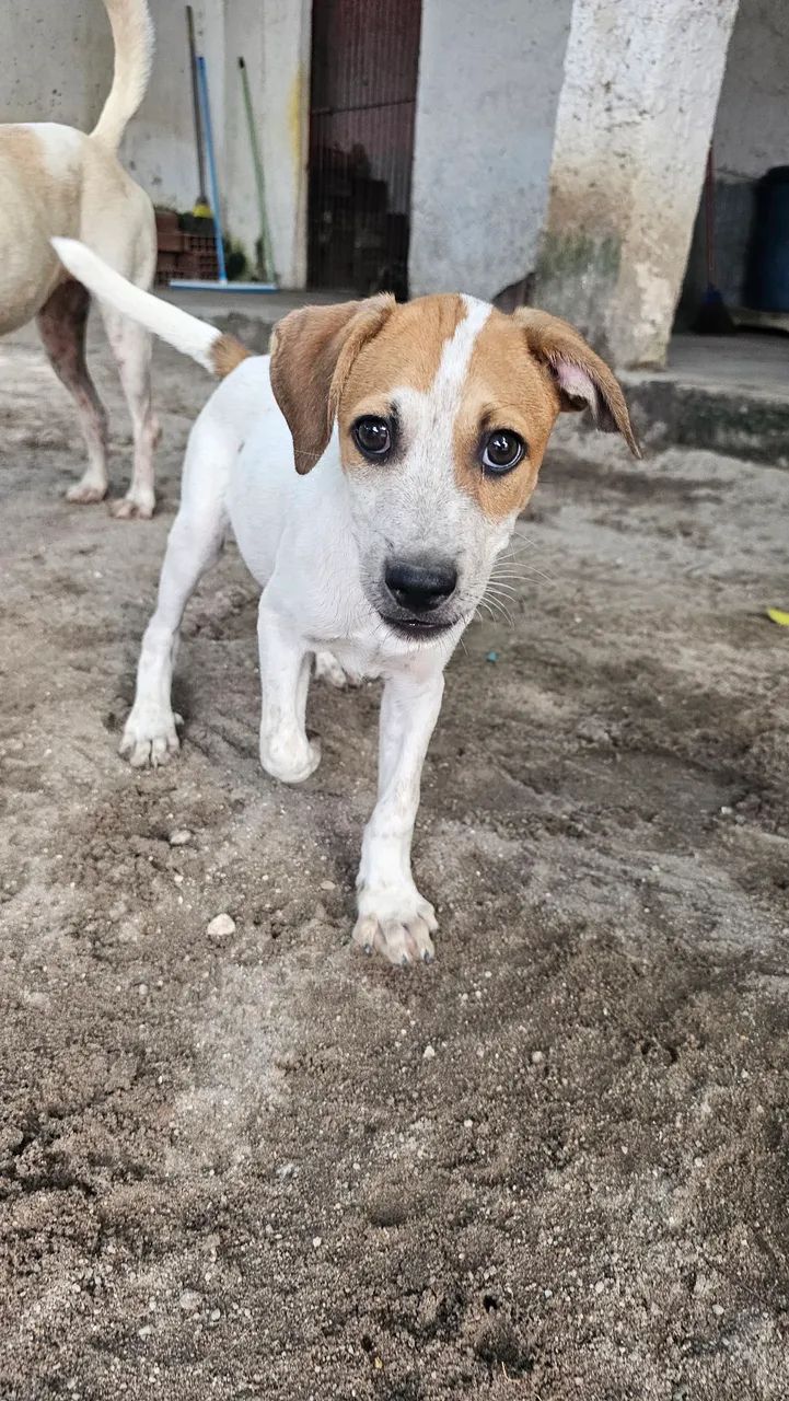 Adoção Responsável  - Foto 4