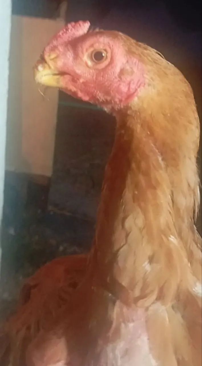 Frango bico curto crista ferrão 