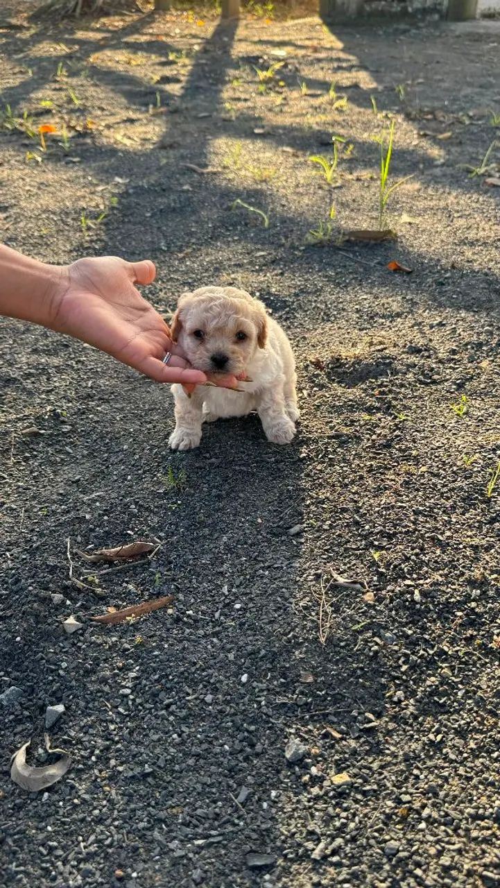 Fêmea Poodle Mine
